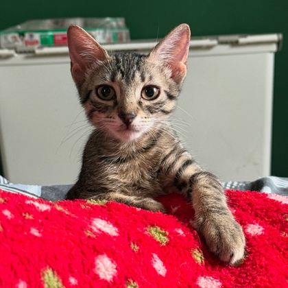 Shumai (in Foster)