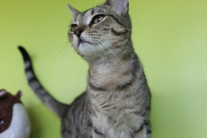 Shimmer (PetSmart Manhattan)