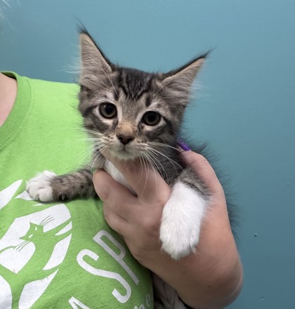 Tina Belcher (PetSmart S Claiborne)
