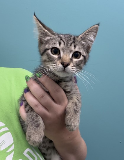 Gene Belcher (PetSmart S Claiborne)