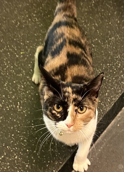 Variety (PetSmart Manhattan)