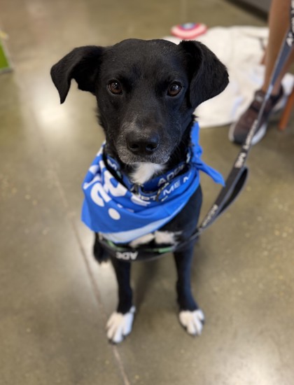 Chef (in Foster)