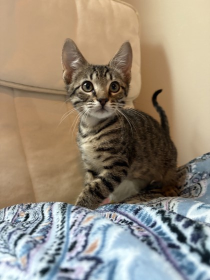 Marriott (PetSmart Claiborne)