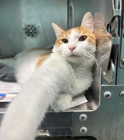 Snickers (Undercat))