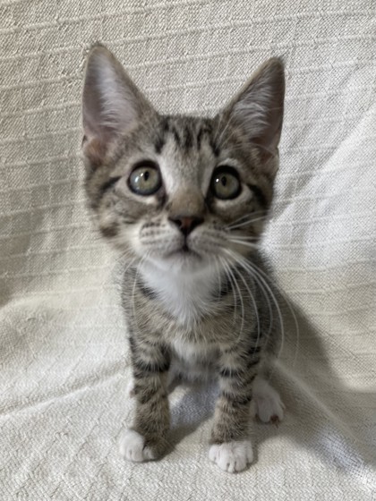 Blackpaw Jack