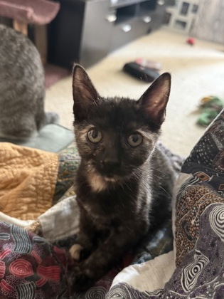 Nova