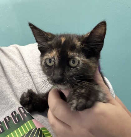 Joniza (PetSmart S Claiborne)