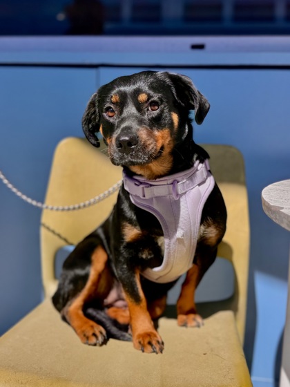 Dolly (Formerly Big Mamma in Foster)