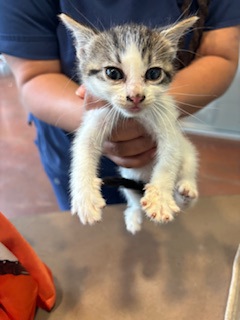 Sweettarts (PetSmart Claiborne)