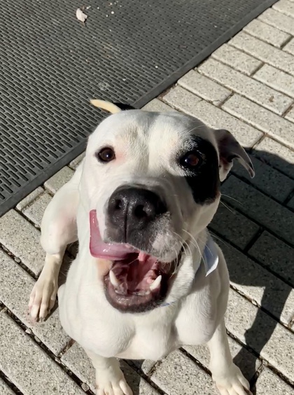 Perdita