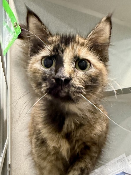 Lollypop (PetSmart Claiborne)