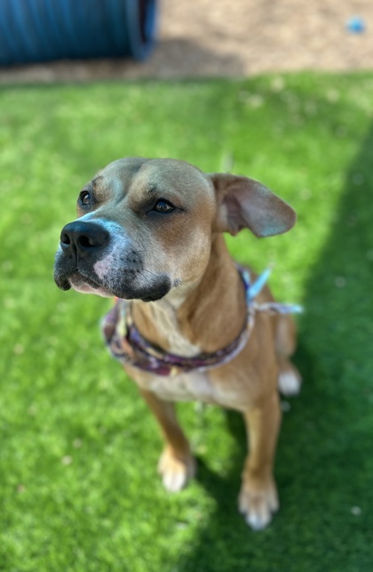 Sour Pickle (Underdog)