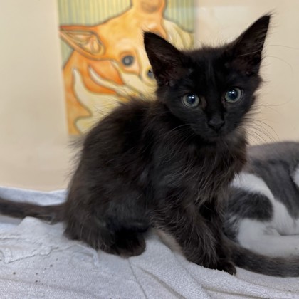 Cinder (PetSmart S Claiborne)
