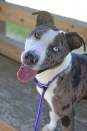 Antwon (Underdog in Foster)