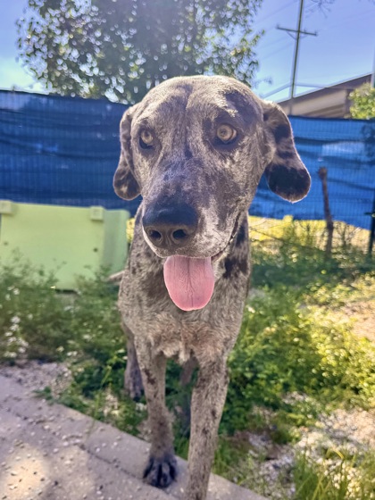 Sir Speckles