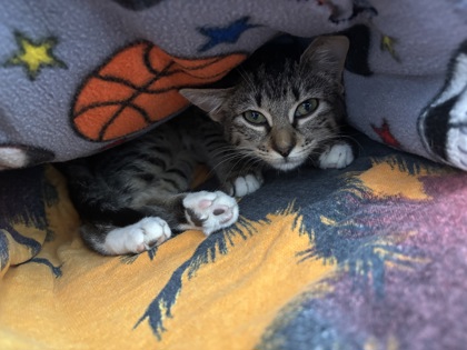 Biscuit