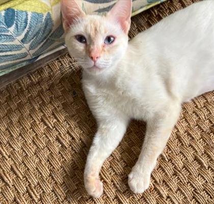 Angelina (in Foster)