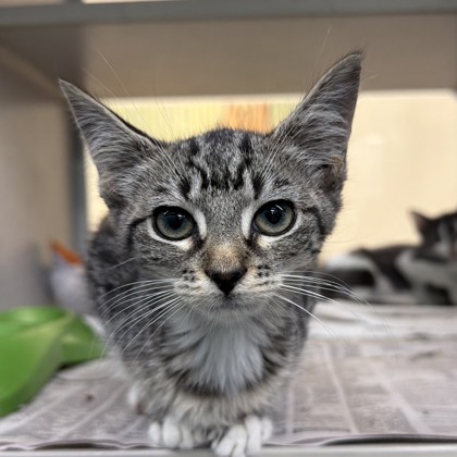 Ember (PetSmart S Claiborne)