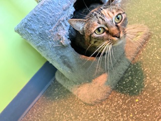 Beans (PetSmart Manhattan)