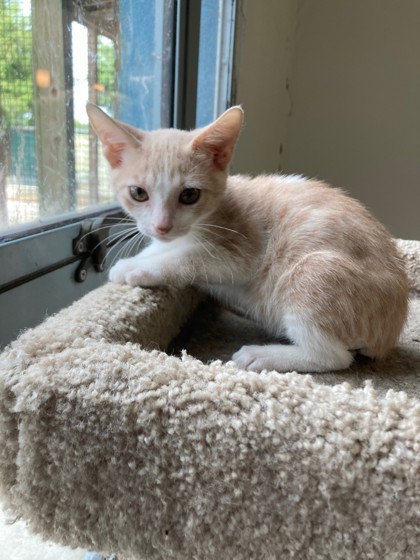 Buick (PetSmart Manhattan)