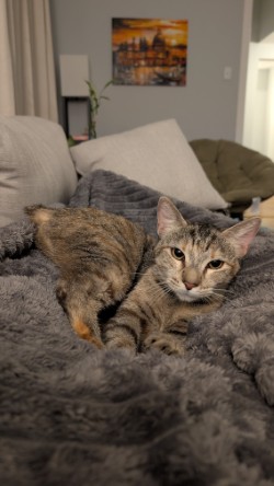 Gidget