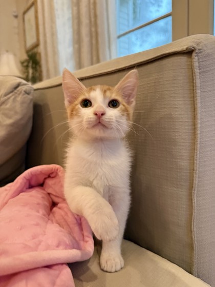 Lani