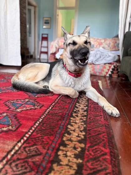 Rex (Underdog in Foster)