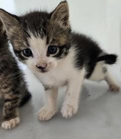Sandal (PetSmart Claiborne)