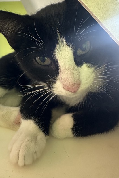 Cyrano (PetSmart Manhattan)