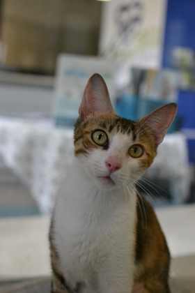 Chai (Petsmart Manhattan)