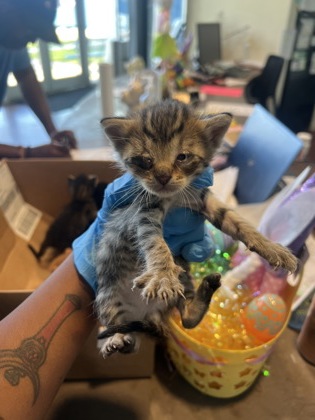 Fuji (PetSmart Claiborne)