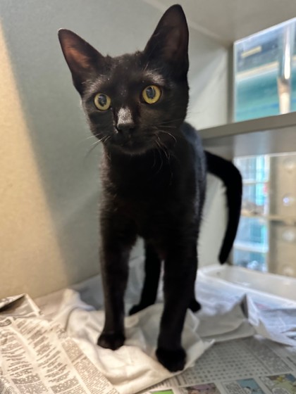 Pickles McGraw (PetSmart Claiborne)