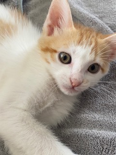 T-Rex (PetSmart Manhattan)