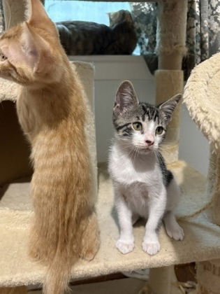 Catgut
