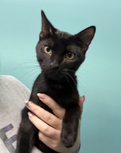 Mario (PetSmart Claiborne)