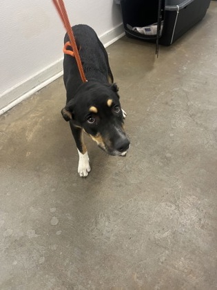 Coco