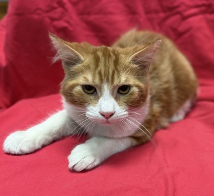 Crick (PetSmart S Claiborne)