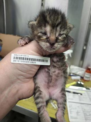 Silver (PetSmart Claiborne)
