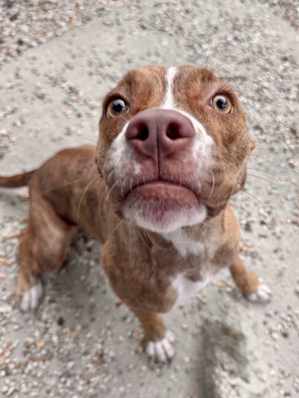 Roxi