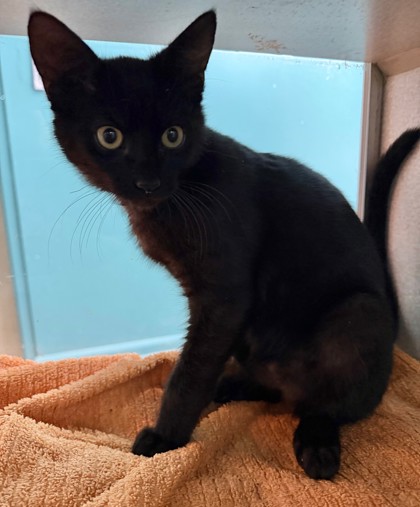 Sephiroth (PetSmart Manhattan)