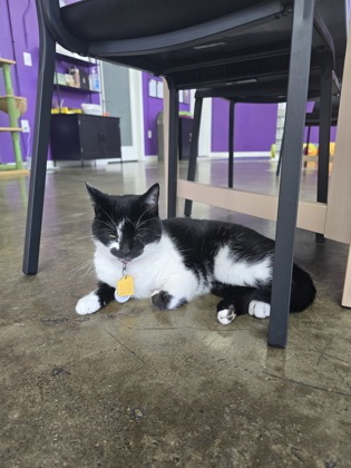 Penelope (NOLA Cat Lounge)