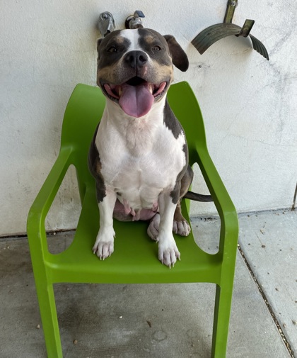 Bella (Underdog)