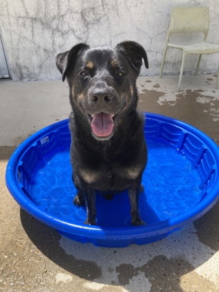 Kova (Unfurr-getables)