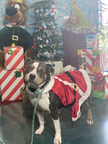 Bella (Underdog)