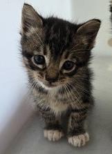 Sock (PetSmart Claiborne)
