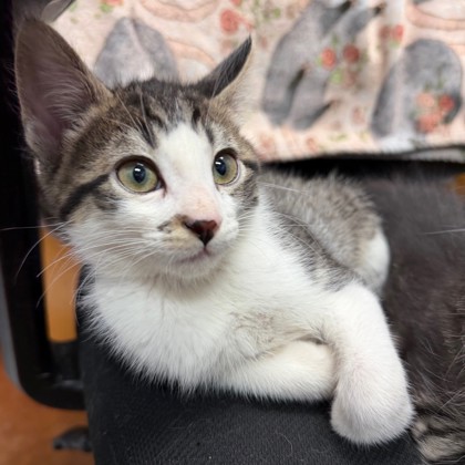 Spike (PetSmart Claiborne)