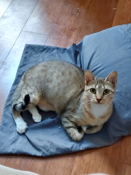 Alani (in Foster)