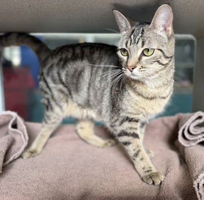 Valentine (PetSmart S Claiborne)