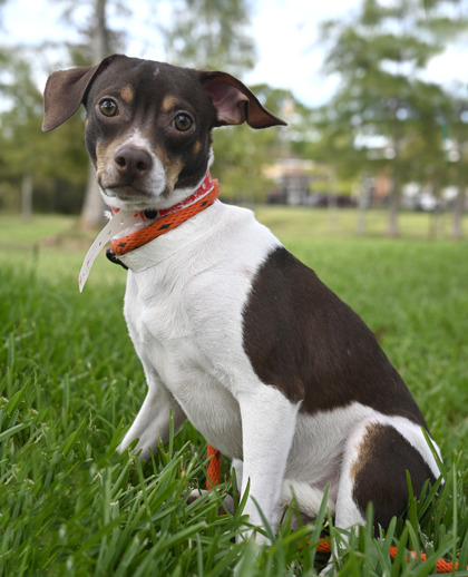 The Louisiana SPCA - While you're rocking your New Orleans Saints gear for  Black and Gold Day, our adoptable dogs are dressed up and searching for A  Home near the Dome! This