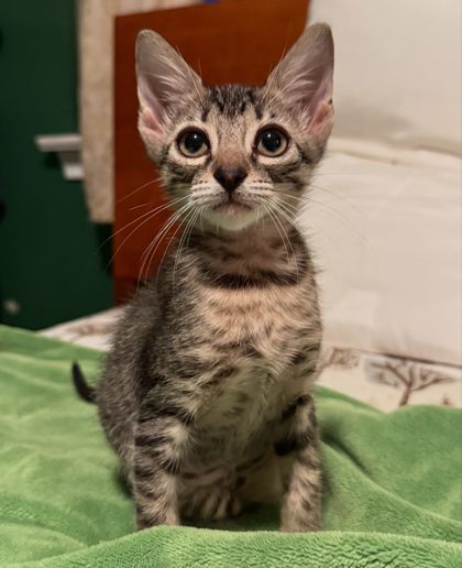 Shumai (in Foster)